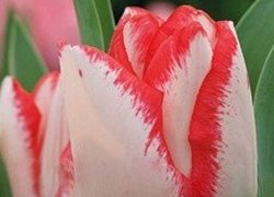 Тюльпаны Beauty Trend