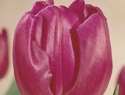 Тюльпаны Purple Flag
