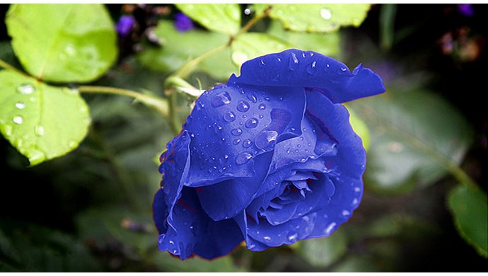 Настоящие синие розы