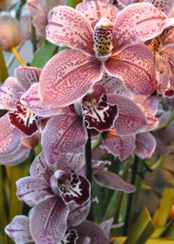 Выставка орхидей в Москве