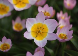 Тюльпаны Bakeri Lilac Wonder