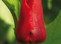 Тюльпаны Deshima