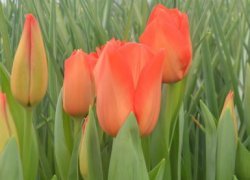 Тюльпаны Lalibela