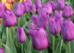 Тюльпаны Purple Pride