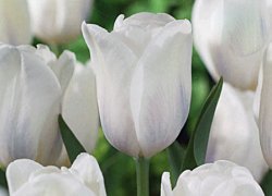 Тюльпаны White Dynasty