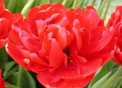 Купить тюльпаны Abba к 8 Марта оптом