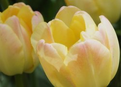 Голландские тюльпаны Creme Upstar на 8 Марта