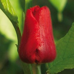 Голландские тюльпаны Deshima к 8 Марта