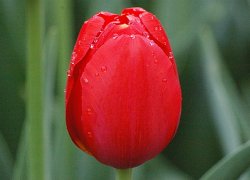 Красивые тюльпаны к 8 Марта онлайн