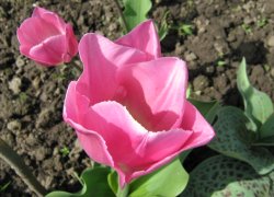 Красивые тюльпаны к 8 Марта
