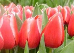 Тюльпаны Кунг Фу из Голландии