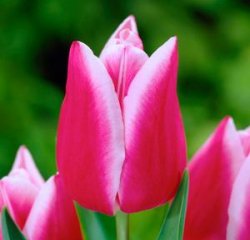 Лучшие тюльпаны оптом к 8 Марта