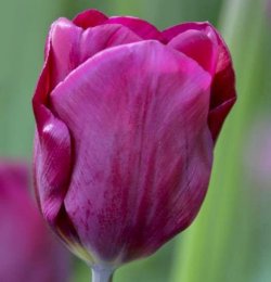 Тюльпаны Purple Lady