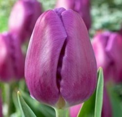 Большие тюльпаны Purple Pride со скидкой