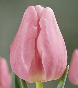 Тюльпаны Rosalie из питомника