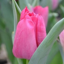 Тюльпаны Sweet Rosy из Голландии