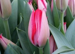 Тюльпаны Trick из Голландии оптом