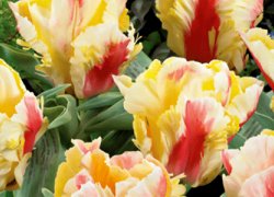 Купить тюльпаны в теплице онлайн