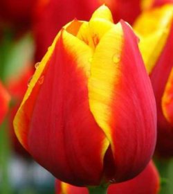 Купить тюльпаны Zeelandia оптом